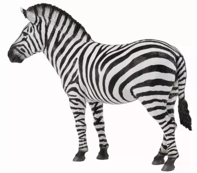 Зебра обыкновенная, L