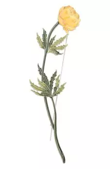 Брошь Купальница Русские самоцветы