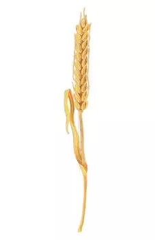 Брошь Пшеница Русские самоцветы