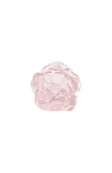 Цветок Camelia Daum