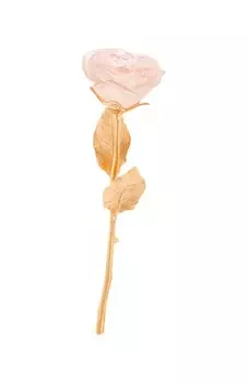 Цветок розы Eternelle Daum