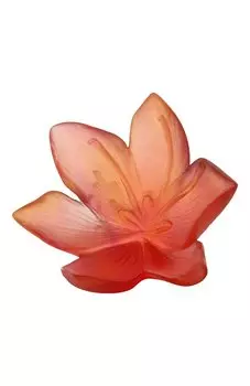 Цветок Safran Daum