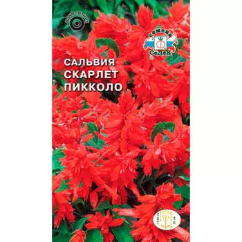 Цветы сальвия скарлет пиколло блестящая низкорослая красная 0,1г