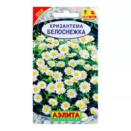 Аэлита Хризантема Белоснежка