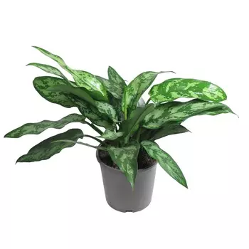 Аглаонема Orangery aglaonema christina 14/35