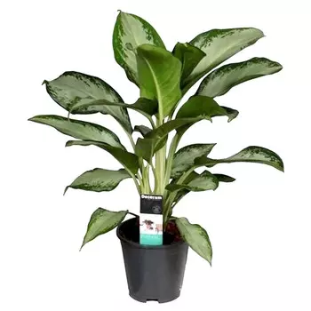 Аглаонема Orangery aglaonema cleopatra 17/70