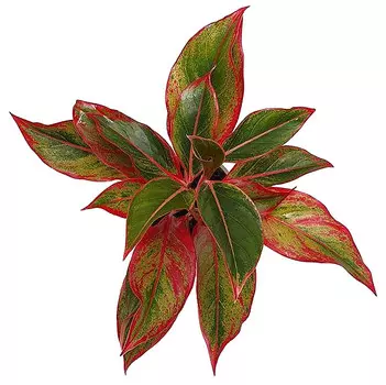 Аглаонема Orangery aglaonema crete 12/30