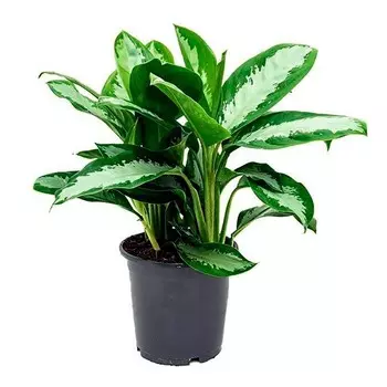 Аглаонема Orangery aglaonema diamond bay 17/65