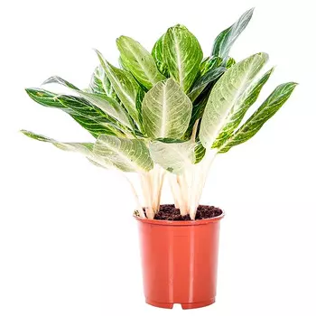 Аглаонема Orangery aglaonema key lime 24/70