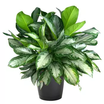 Аглаонема Orangery aglaonema mix 19/45