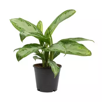 Аглаонема Orangery aglaonema silver bay 19/50