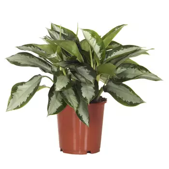 Аглаонема Orangery aglaonema silver moon 24/60