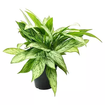 Аглаонема Orangery aglaonema silver queen 14/45