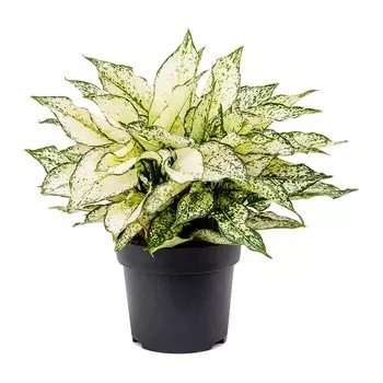 Аглаонема Orangery aglaonema white kiwi 12/30