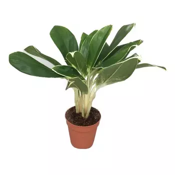 Аглаонема Orangery aglaonema white lime 12/35