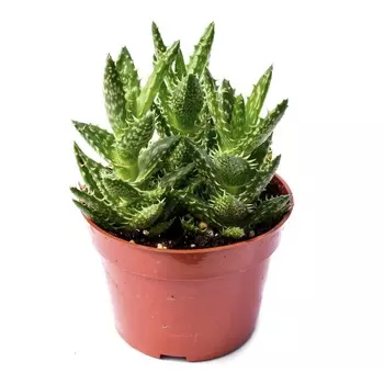 Алоэ Orangery aloe squarrosa 9/15