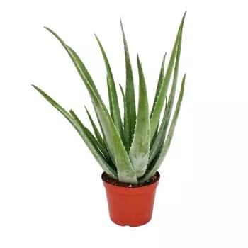 Алоэ Orangery aloe vera 10.5/25