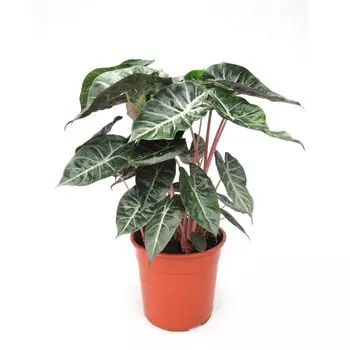 Алоказия Orangery alocas laut pink dragon 12/30dk