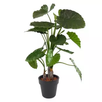 Алоказия Orangery alocasia mix 17/60