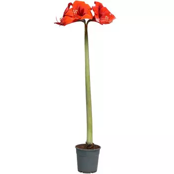 Амариллис Orangery hippeastrum 13/35 1рр
