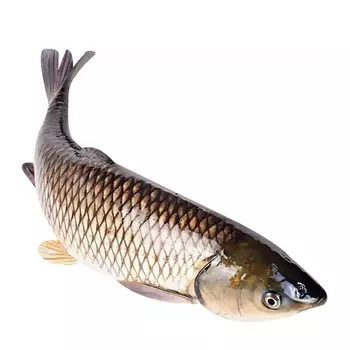 Амур белый живой, кг