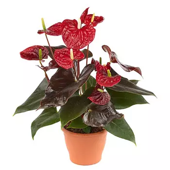 Антуриум Orangery anth. Andr.coral champion 12/50