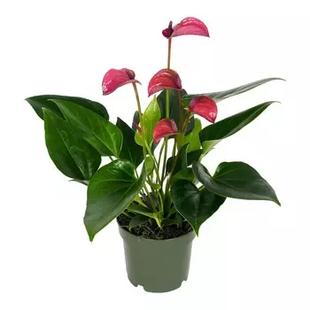 Антуриум Orangery anth. Andr.madural 14/55