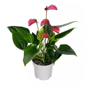 Антуриум Orangery anth. Andr. Mix 7/25