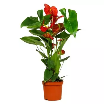 Антуриум Orangery anth.andr.mix 9/25