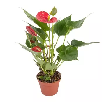 Антуриум Orangery anth. Andr.pink champion 12/40