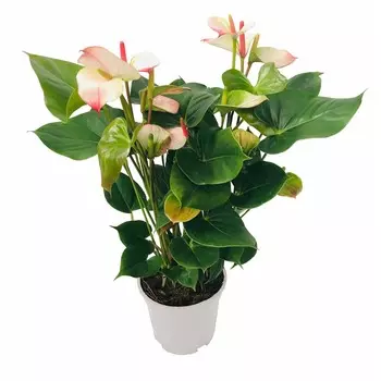 Антуриум Orangery anth. Andr. Spirit 14/50