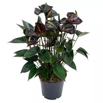 Антуриум Orangery anth. Black love 12/35