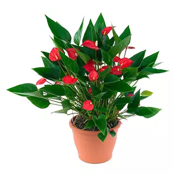 Антуриум Orangery anth.million flowers red 12/40