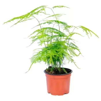 Аспарагус Orangery asparagus densi meyers 12/40