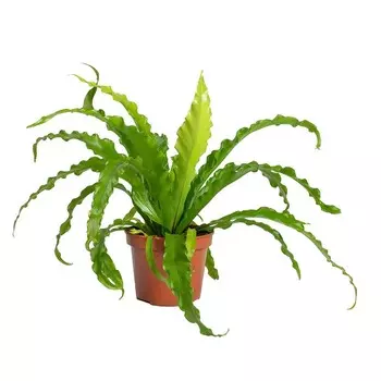 Асплениум Orangery asplenium antiquum 12/25