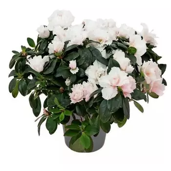 Азалия Orangery azalea flandr mix 10/15