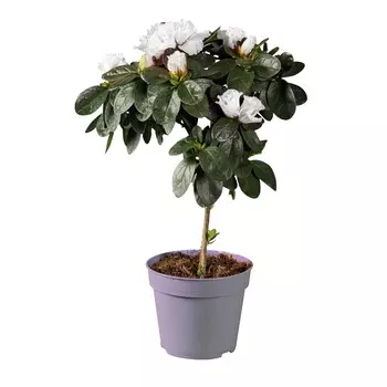 Азалия Orangery azalea flandr mix 13/20 st