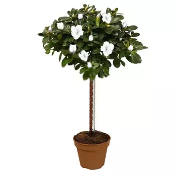 Азалия Orangery azalea flandr mix 19/65 st