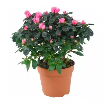 Азалия Orangery azalea ind.mix 12/25