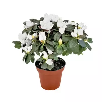 Азалия Orangery azalea ind.mix 14/32