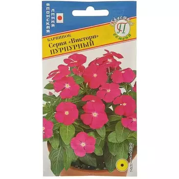 Барвинок Престиж семена Виктори пурпурный