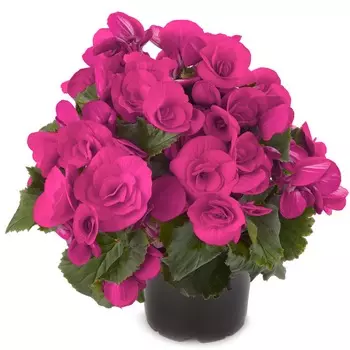 Бегония Orangery begonia el berseba 13/35