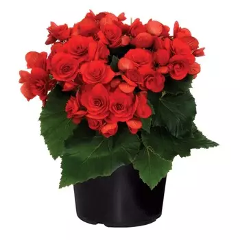 Бегония Orangery begonia el betulia mix19/35