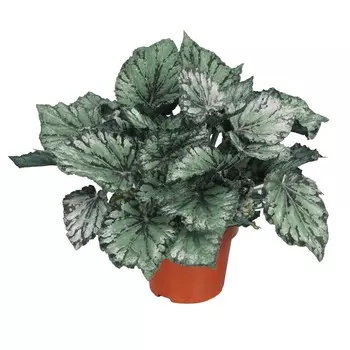 Бегония Orangery begonia magic colours mix 13/25