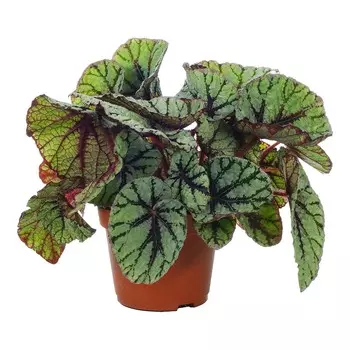 Бегония Orangery begonia rex mix 13/20