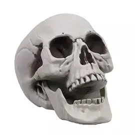 Череп средний Long Cheng Yiwu City белый