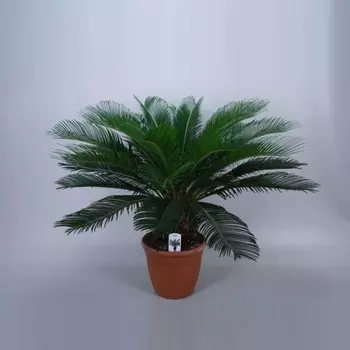 Цикас Orangery cycas revoluta 24/80