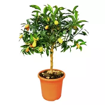 Цитрус Orangery citrus mix 19/60 st