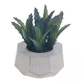 Декоративный зеленый суккулент Asa selection в сером горшке, 8 см