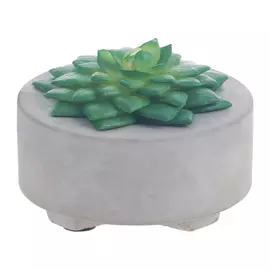 Декоративный суккулент Asa selection в сером круглом горшке, зеленый, 8 см